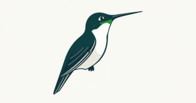 Emerald Chinned Hummingbird Facts