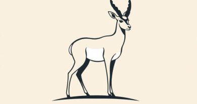Interesting Facts About Pronghorn