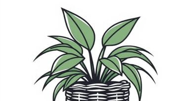 Plant Used In Wickerwork