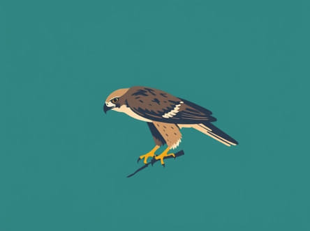 Sharp Shinned Hawk Diet