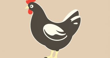 Buy Fertile Chicken Eggs