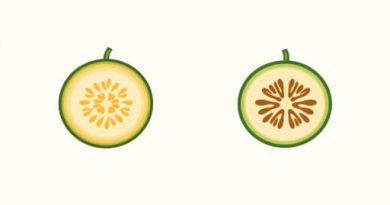 Difference Between Melon And Muskmelon