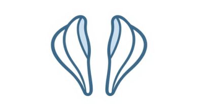 Larynx Cartilage Paired And Unpaired