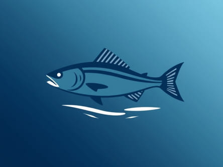 Length Of Fluorocarbon Leader