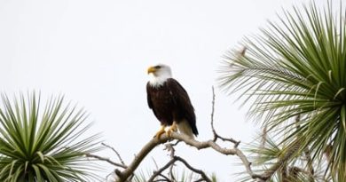 Southwest Florida Eagle Cam