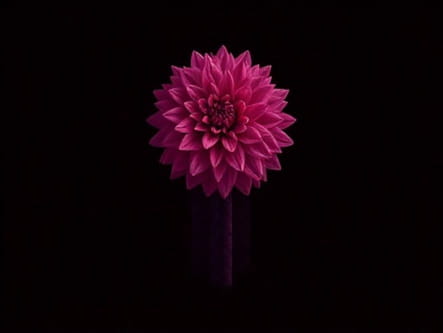 Damson Madder Dahlia Quilted Coat