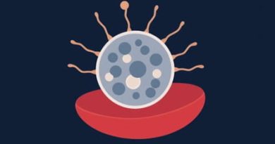 Granulocytic Leukocyte Formed In Bone Marrow