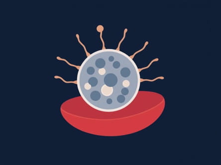 Granulocytic Leukocyte Formed In Bone Marrow