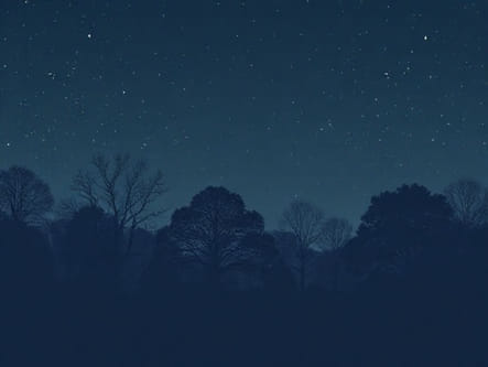 Udall Park Music Under The Stars