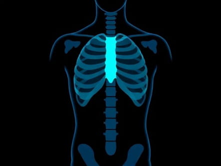 X Ray Of Human Torso