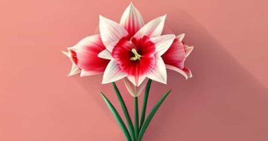 Amaryllis Bulbs For Xmas