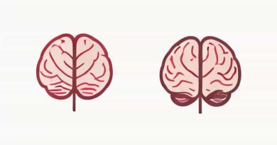 Anterior And Posterior Cortices