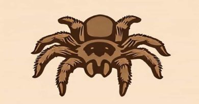 Chaco Mousy Brown Tarantula