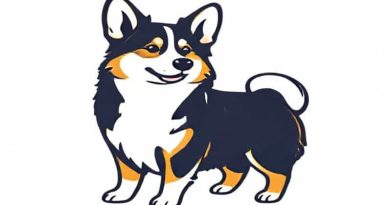 Corgi Border Collie Mix