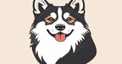 Corgi X Alaskan Malamute