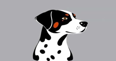Dalmatian Border Collie Mix