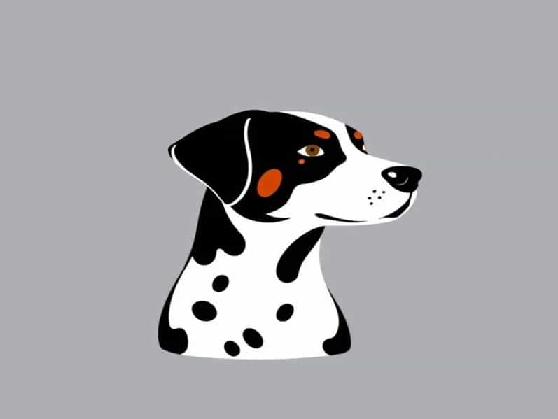Dalmatian Border Collie Mix