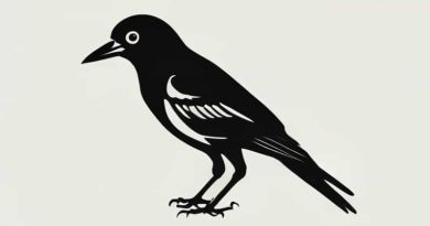 Did The Jackdaw Sink