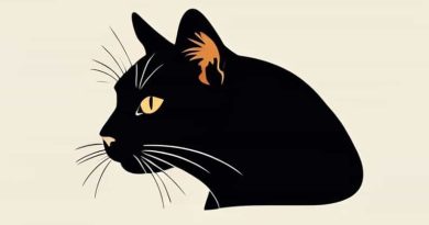 Dilute Tortoiseshell Cat Personality