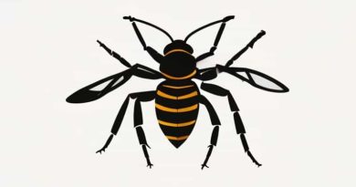 Dodge Hornet Rt Specs