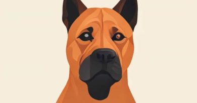 Dogo Gide Hausa Zamfara