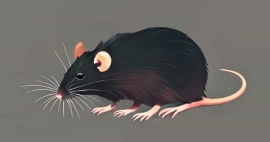 English Project On Rattrap