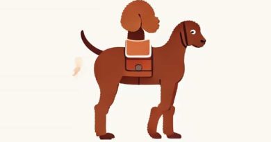 English Saddle Poodle Cut