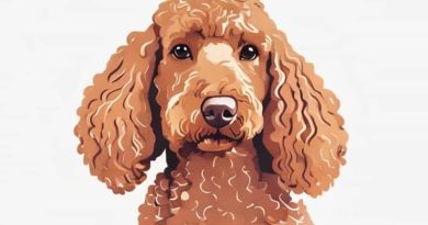 English Setter Poodle Mix