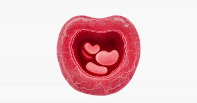 Epithelium Of Seminal Vesicle