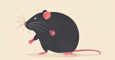 Fat Rat Being Grabbed