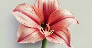 Giant Amaryllis In Wax