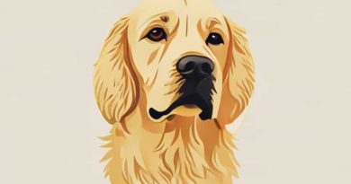 Golden Cocker Retriever Fokker