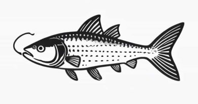 Pictures Of Ripsaw Catfish