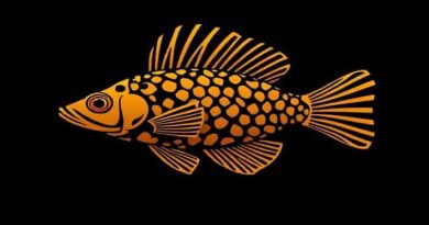 Queen Arabesque Pleco Breeding