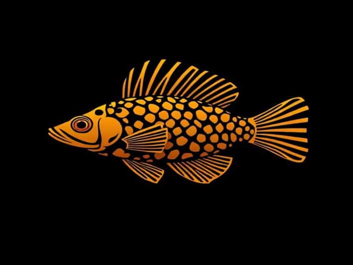 Queen Arabesque Pleco Breeding