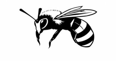 Queen Bald Faced Hornet