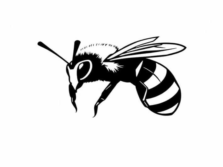 Queen Bald Faced Hornet