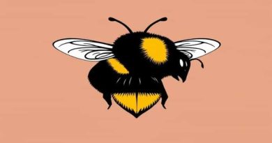 Queen Buff Tailed Bumblebee