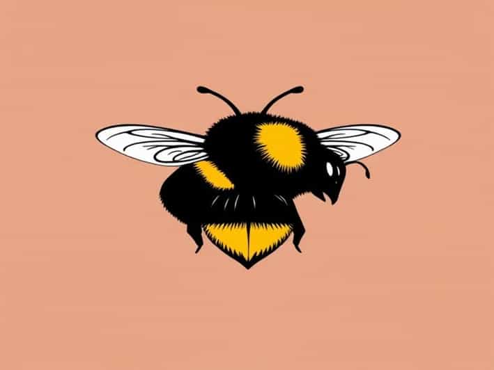 Queen Buff Tailed Bumblebee