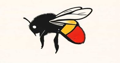 Queen Red Tailed Bumblebee