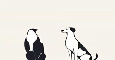 Queensland Magpie And Dog