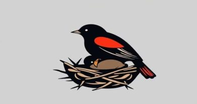 Red Winged Blackbird Nestling