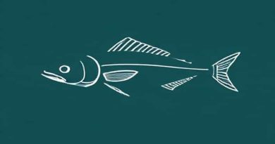 Reproduction Of Cartilaginous Fish