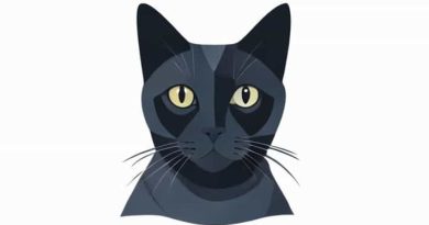 Russian Blue Tortoiseshell Cat