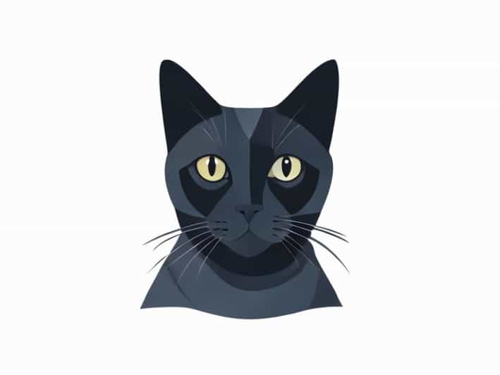 Russian Blue Tortoiseshell Cat