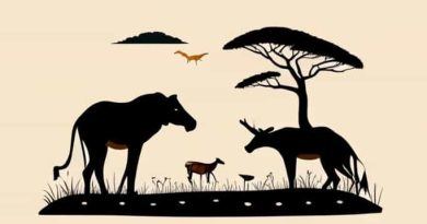 African Safari Wildlife Park