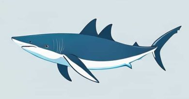 Are Whale Sharks Sharks