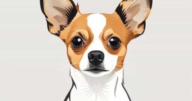 Chihuahua Jack Russell Mix