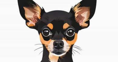 Chihuahua Rat Terrier Mix