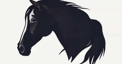 Dark Bay Andalusian Horse